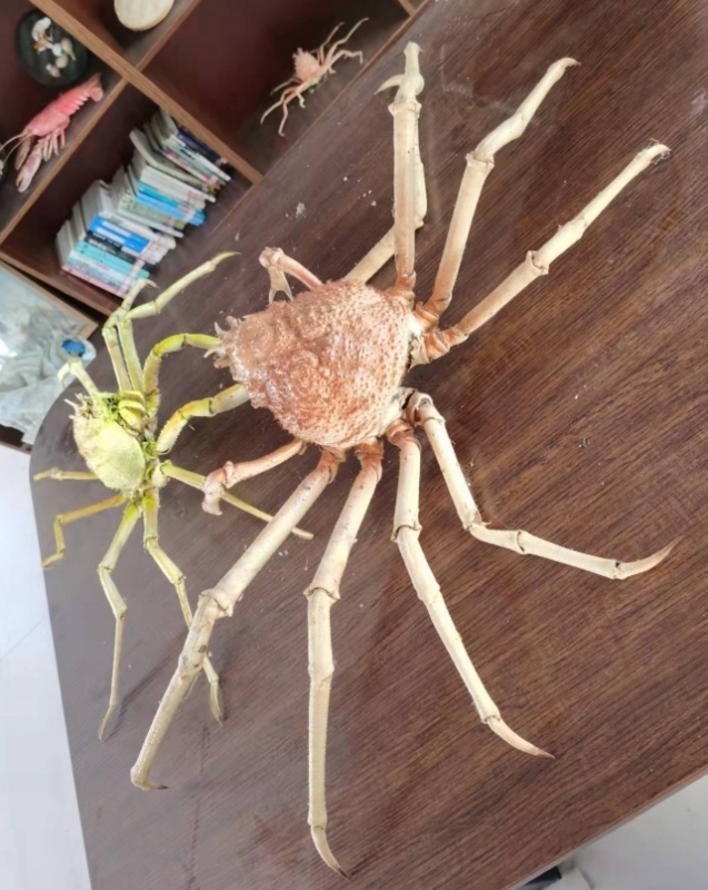 鱼类标本