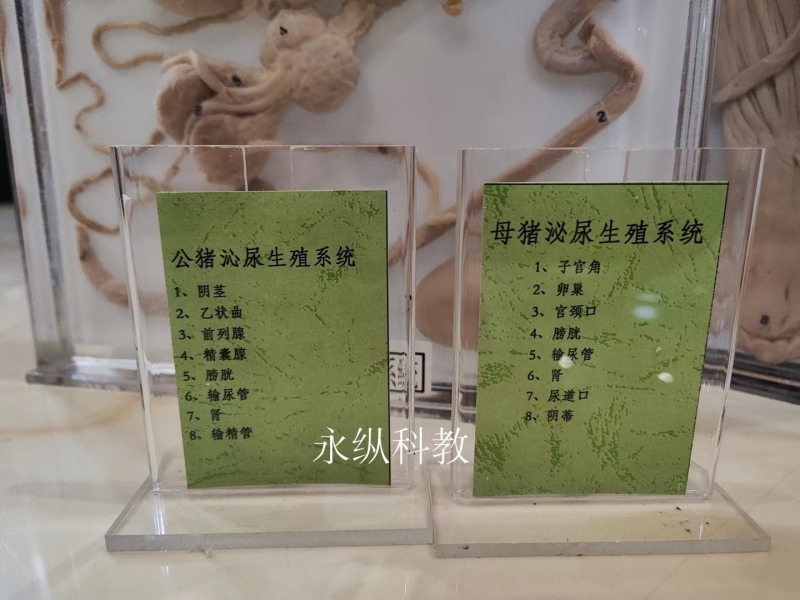 动物浸制标本