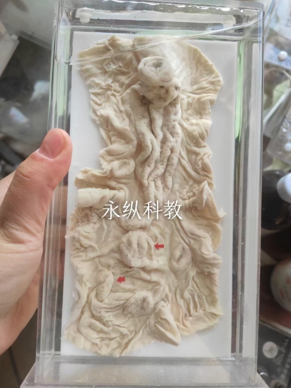 动物浸制标本