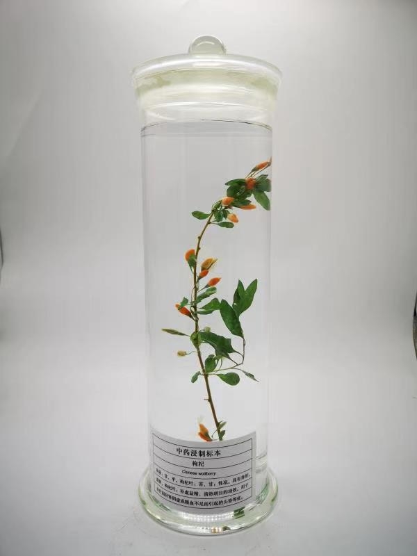 植物浸制