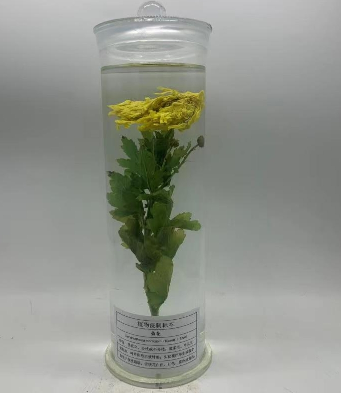 植物浸制标本