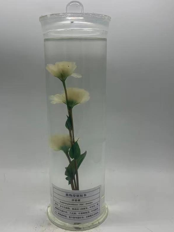 植物浸制标本