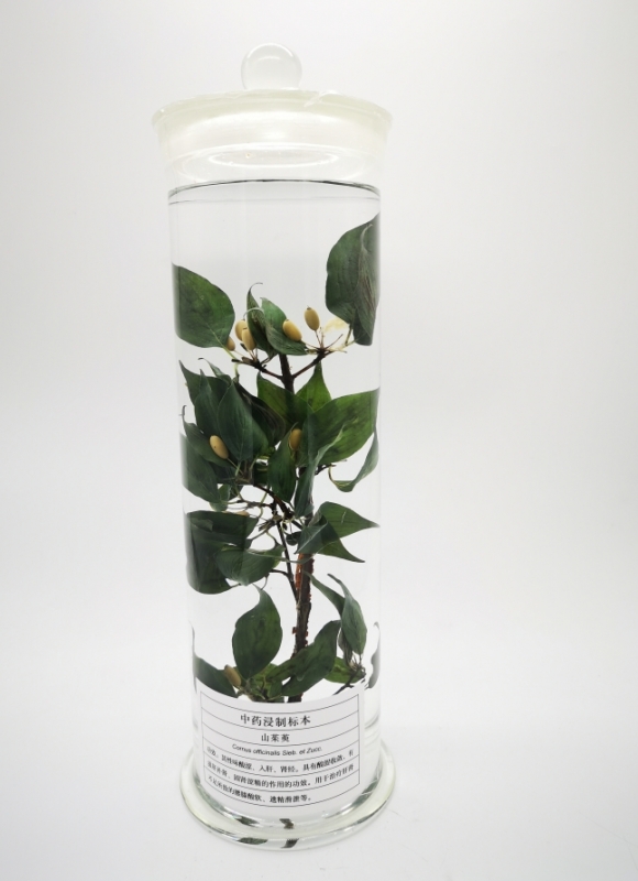植物浸制标本
