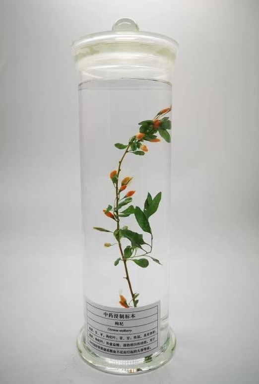 植物浸制标本