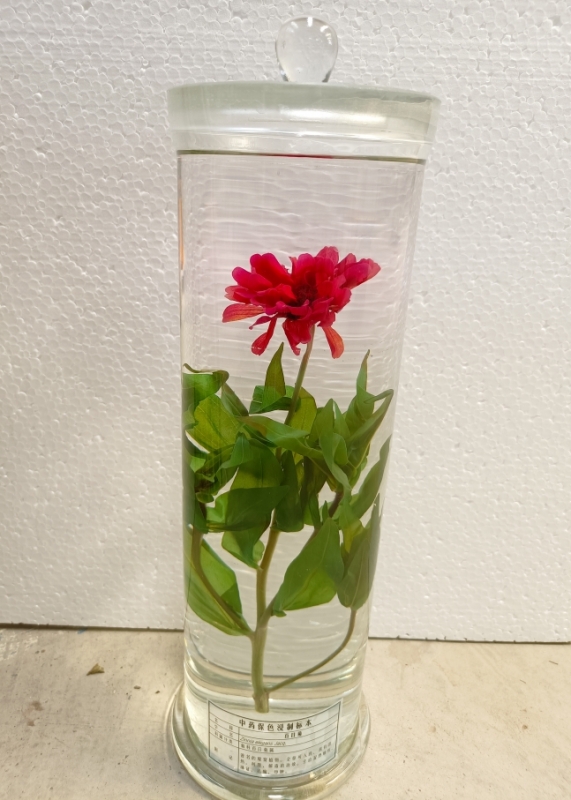 植物浸制标本