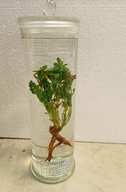 植物浸制标本
