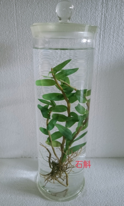 植物浸制标本
