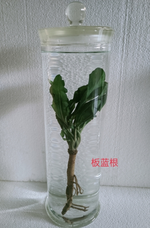 植物浸制标本