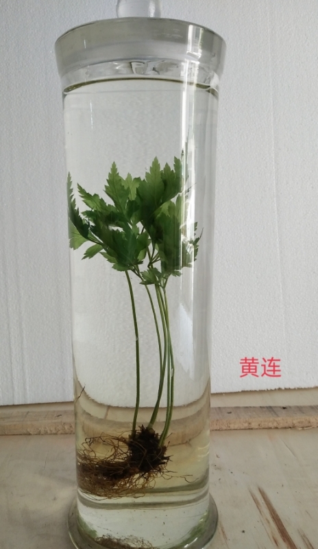 植物浸制标本