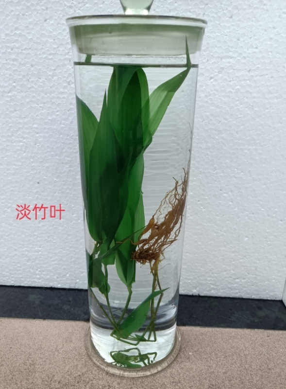 植物浸制标本