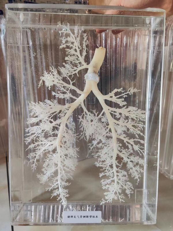 动物铸型标本