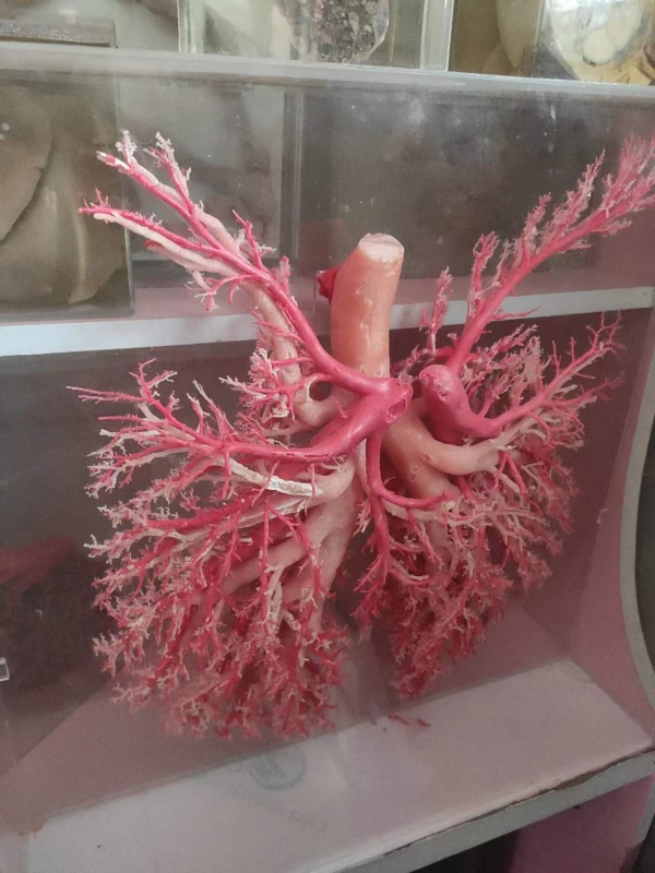 动物铸型标本