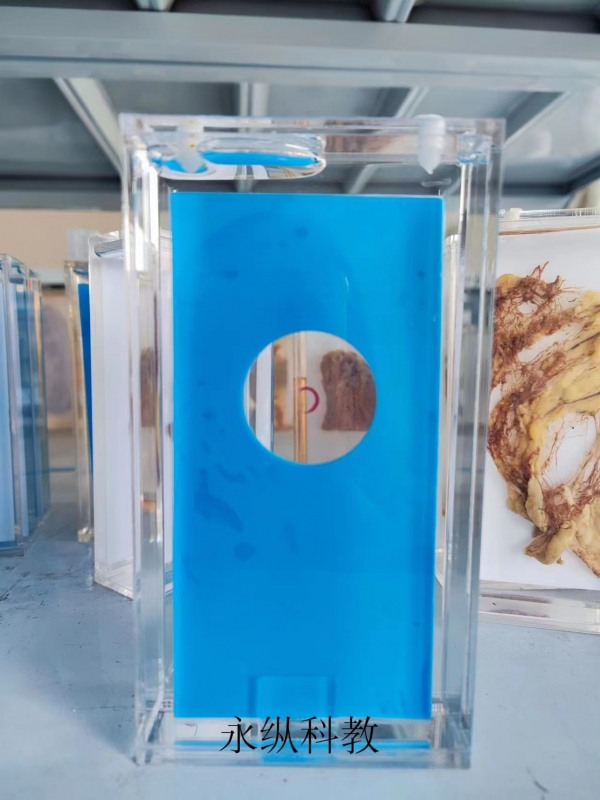 寄生虫浸制标本