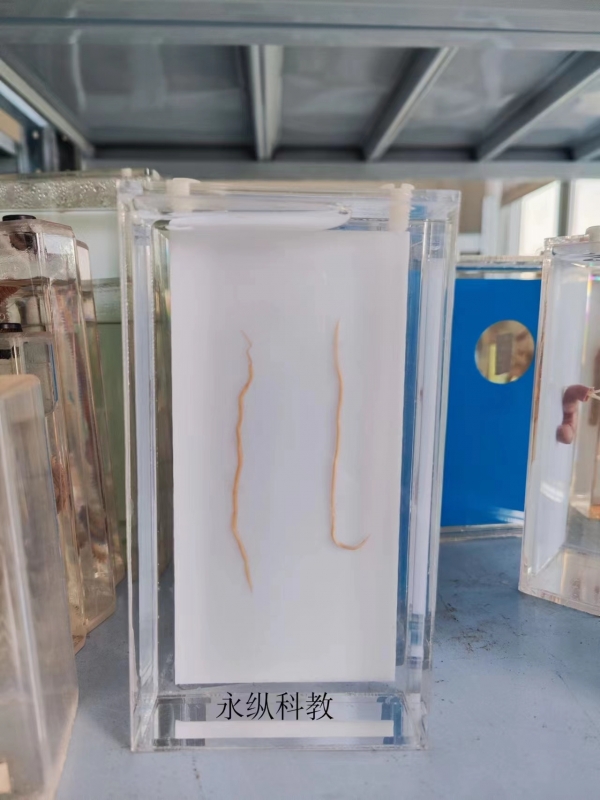 寄生虫浸制标本