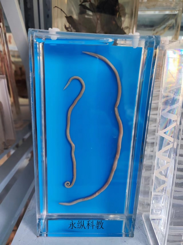 寄生虫浸制标本