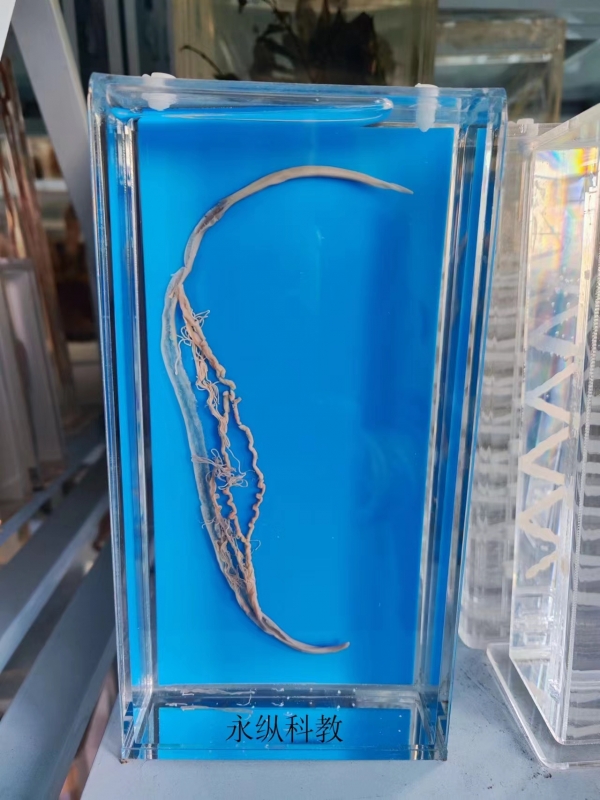 寄生虫浸制标本