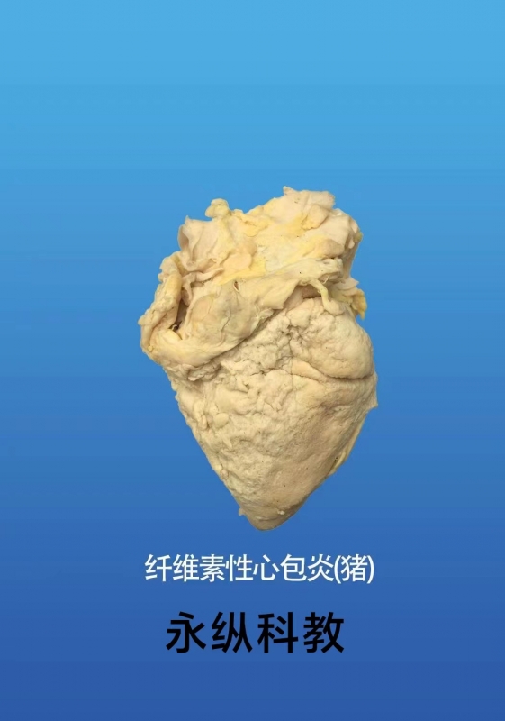 动物病理标本