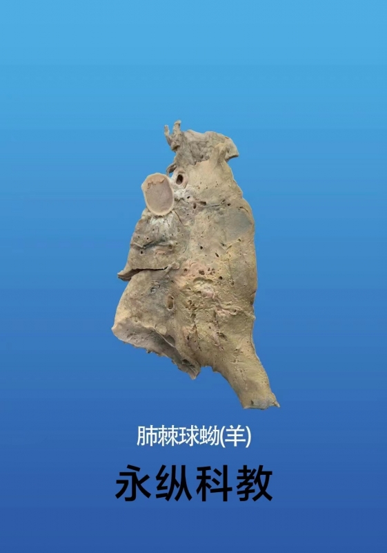 动物病理标本