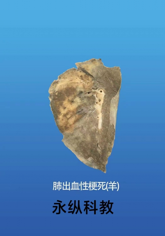 动物病理标本