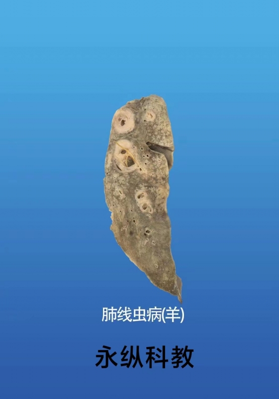 动物病理标本