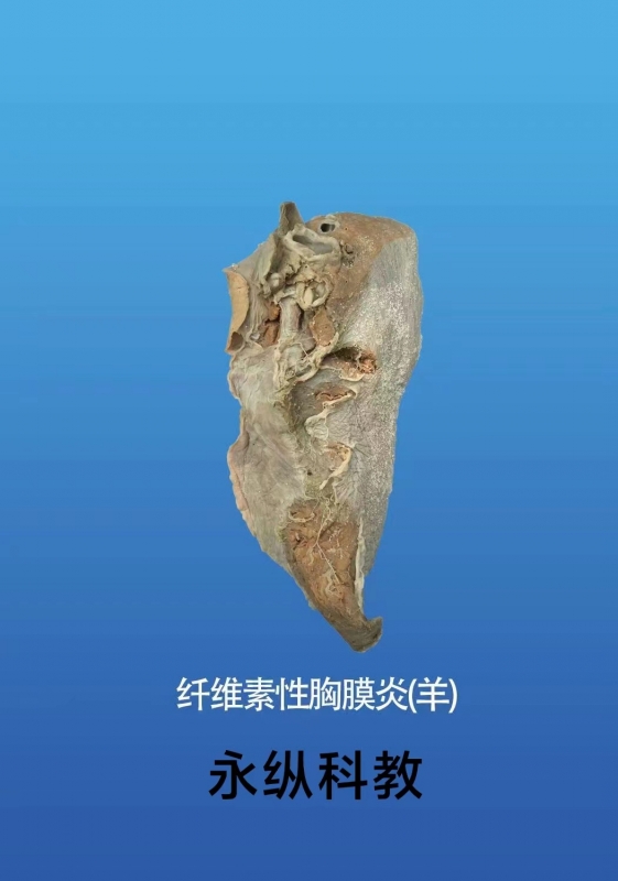 动物病理标本