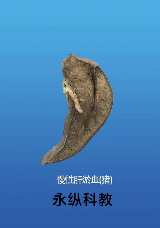 动物病理标本
