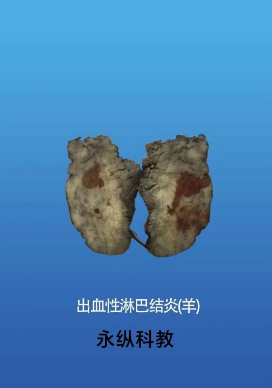 动物病理标本