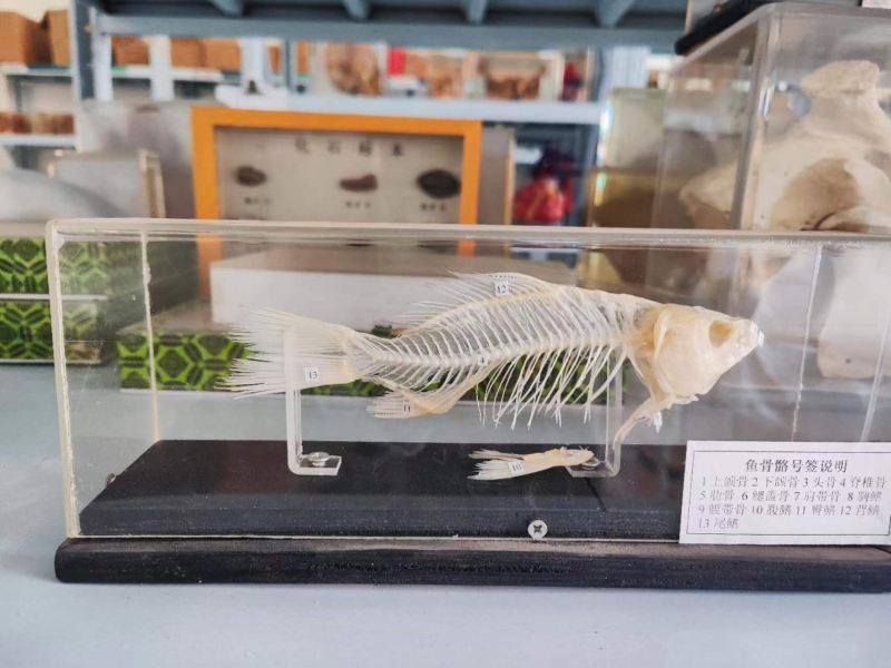 动物骨骼标本
