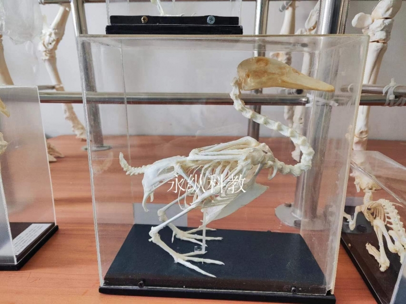 动物骨骼标本