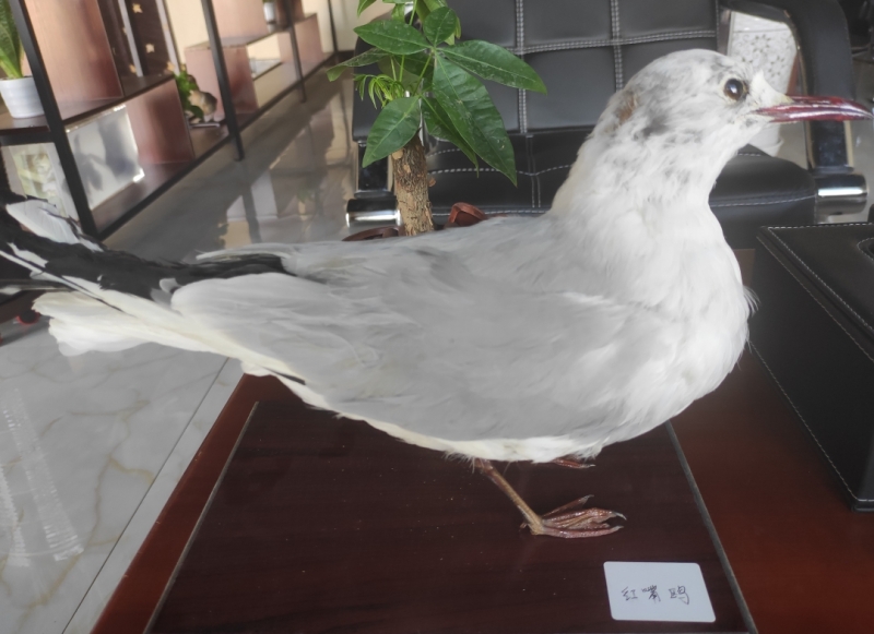 动物仿真标本