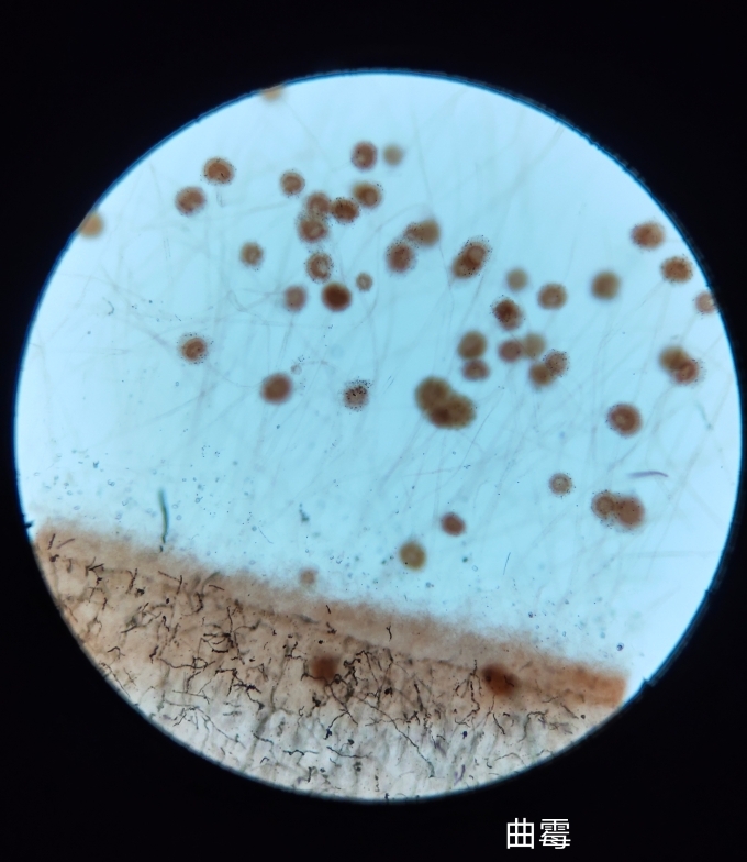 微生物切片