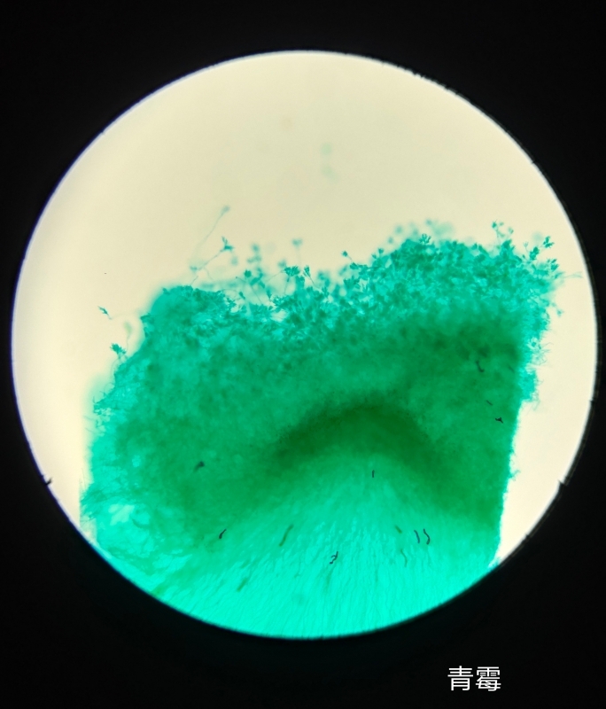 微生物切片