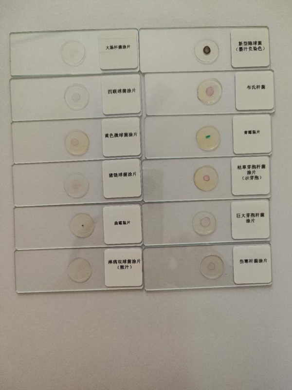 微生物切片