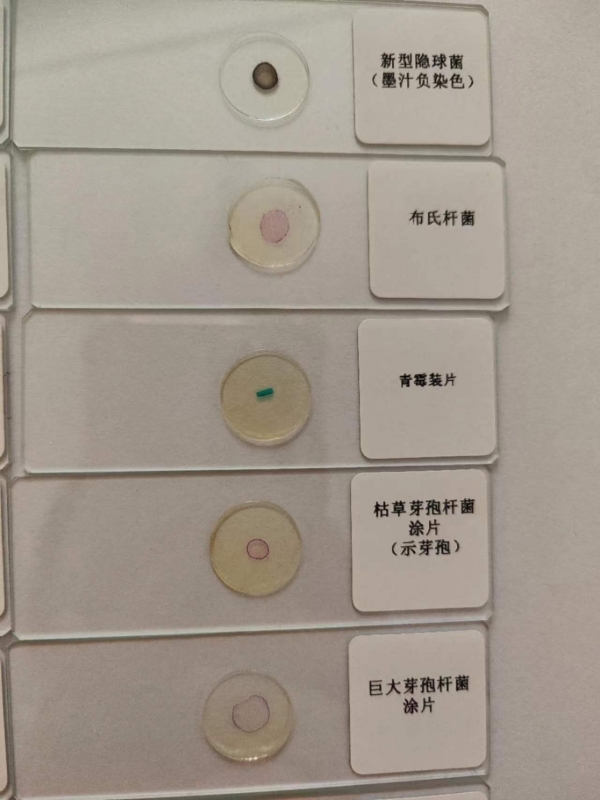 微生物切片