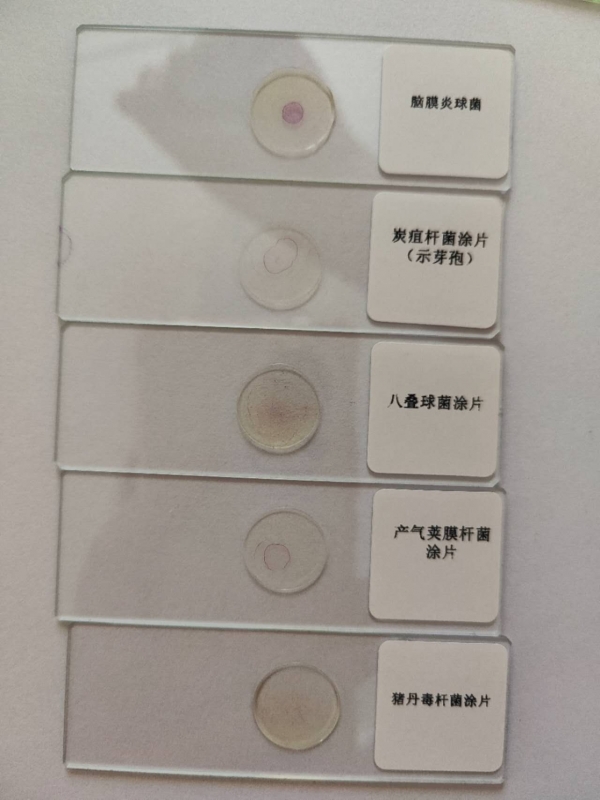 微生物切片