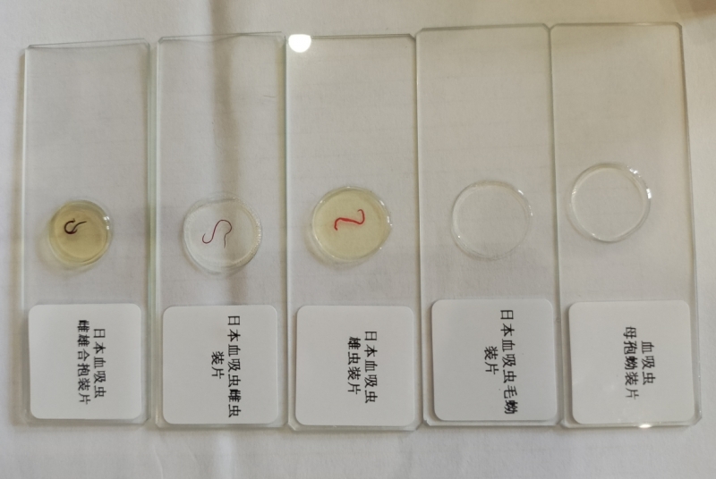 寄生虫切片