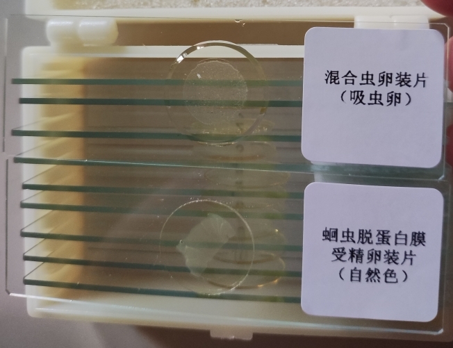 寄生虫切片