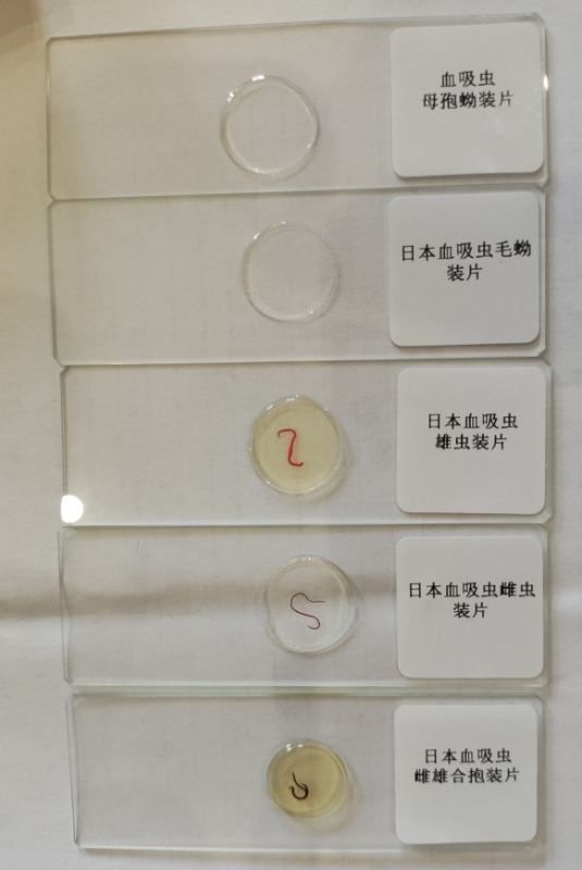 寄生虫切片