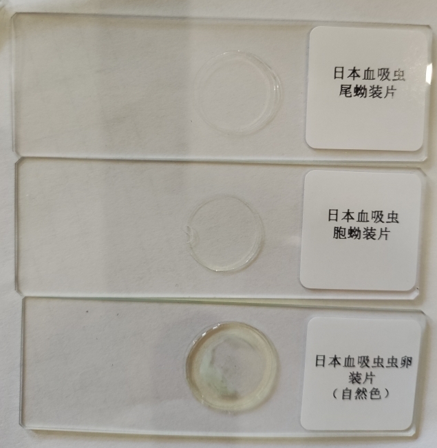 寄生虫切片