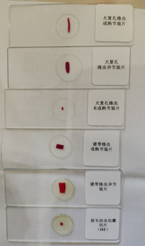 寄生虫切片