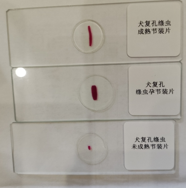 寄生虫切片
