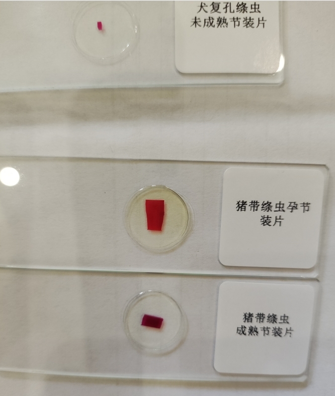 寄生虫切片