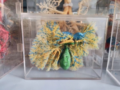 生物标本在制作时选材方面需要注意哪些事项？