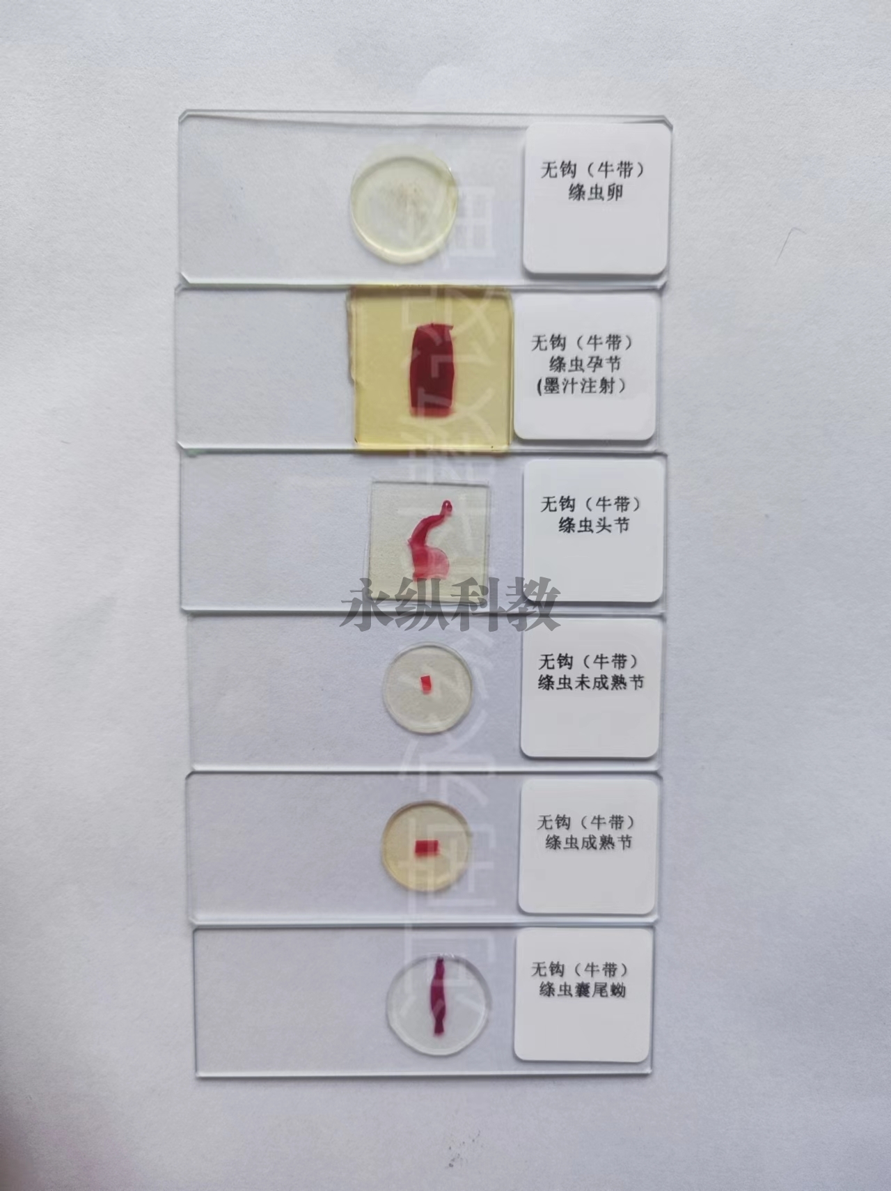 寄生虫切片