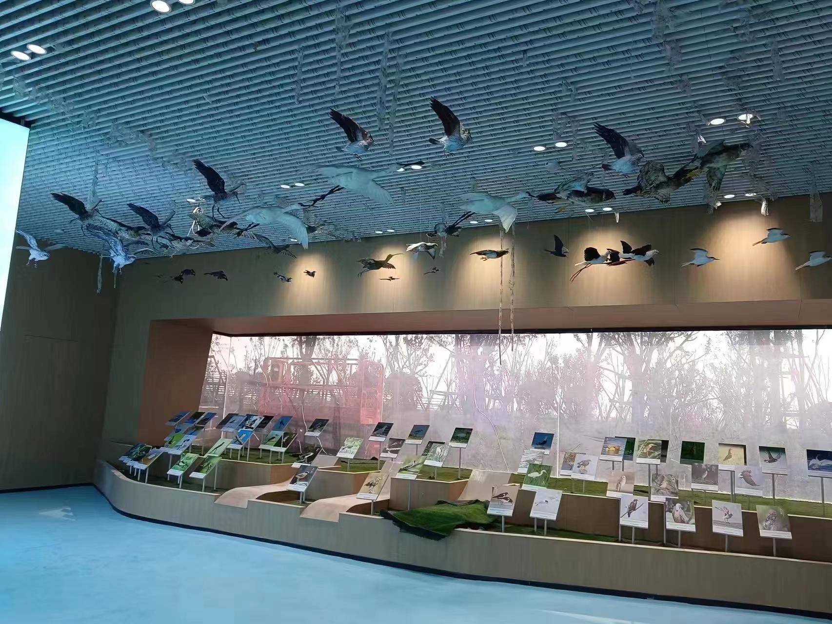 博物馆动物标本展区