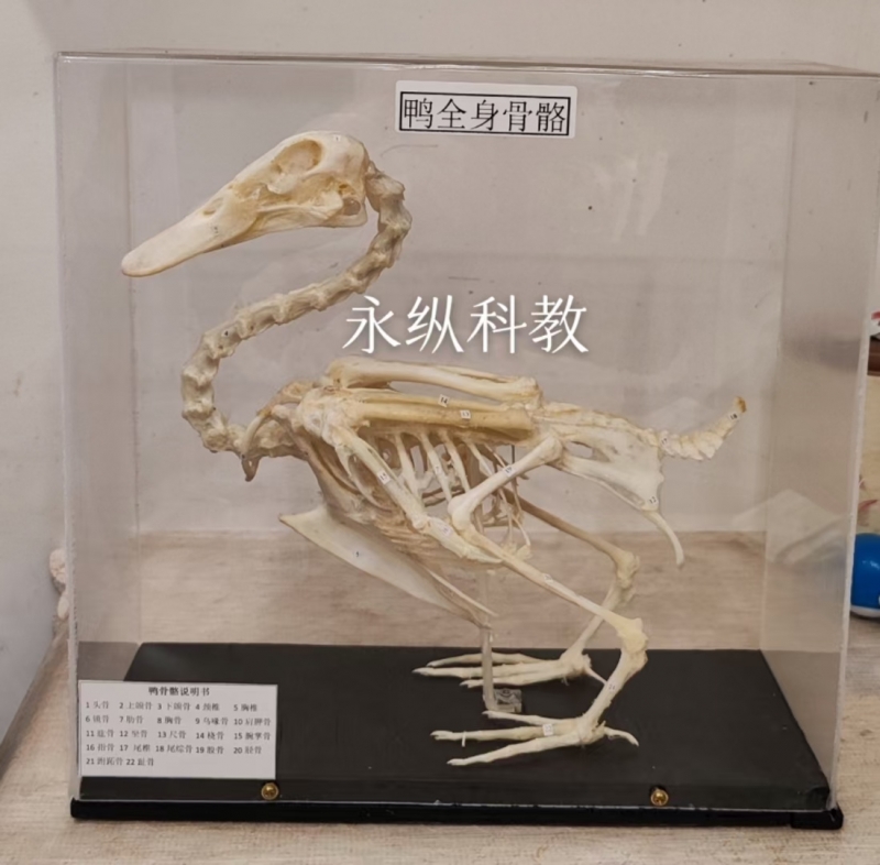 动物骨骼标本