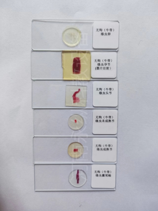 寄生虫切片