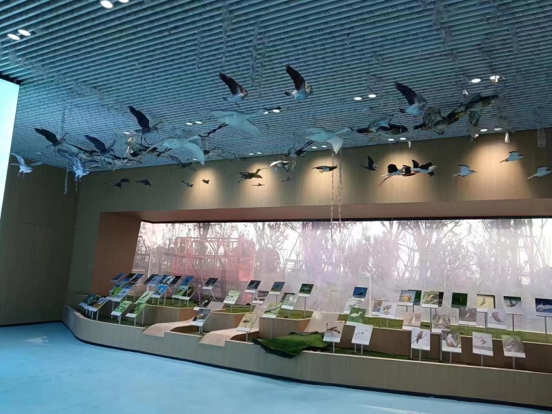博物馆动物标本展区