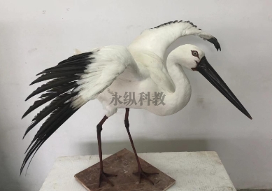河南生物标本厂家分享制作生物标本时要经过哪些环节