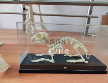 如何制作出高质量的生物标本？